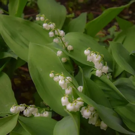 Vakantiehuis La Maison Muguet *